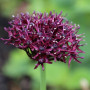 Аллиум декоративный Atropurpureum 10/+