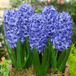 Гиацинт Blue Pearl 15/16