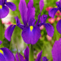 Ірис Голландський Purple Sensation 7/8
