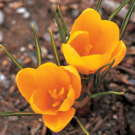 Крокус великоквітковий Golden Yellow 9/10
