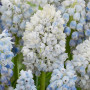 Мускарі Nature's Beauty 8/9