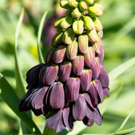 Фритилария Persica Purple Favorite 20/24