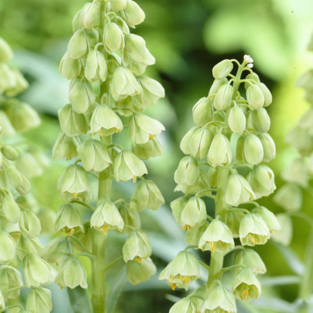 Фритилария Persica White 20/+