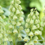 Фритилария Persica White 20/+