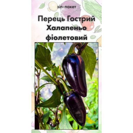 Семена Перец Острый Халапеньо фиолетовый 15 н (от коллекционера)