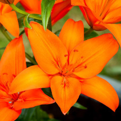 Лилия Азиатская Orange Summer 16/18