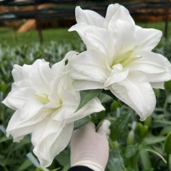 Лилия Махрова Roselily Gretha 15/17