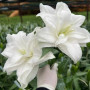 Лилия Махрова Roselily Gretha 15/17