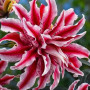 Лилия Махрова Восточная Magic Star 16/18