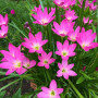 Зефирантес rosea (розовый) опт