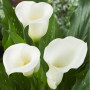 Калла White Mambo 16/18