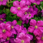 Клематис Abundance