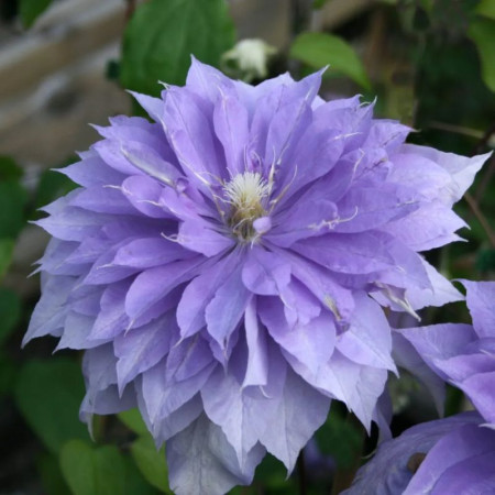 Клематис Countess of Lovelace