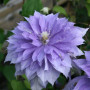 Клематис Countess of Lovelace