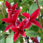 Клематис Glorious Red