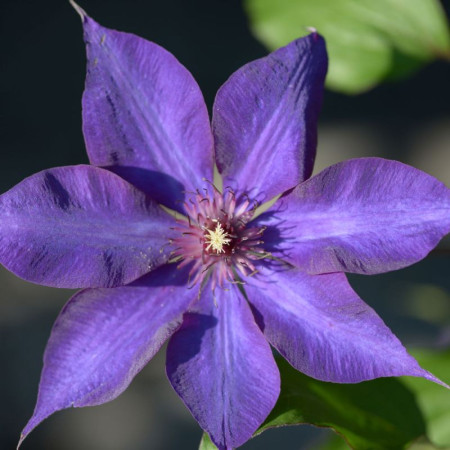 Клематис Guiding Star