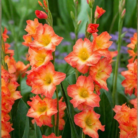 Гладиолус Flaming Sunset 8/10 опт