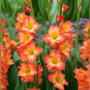Гладиолус Flaming Sunset 8/10 опт