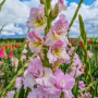 Гладиолус Magenta Princess 8/10 опт