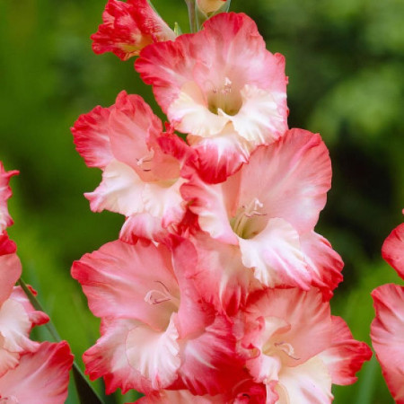 Гладиолус Pink Lady 10/12 опт