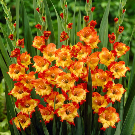 Гладиолус Princess Margaret Rose 8/10 опт