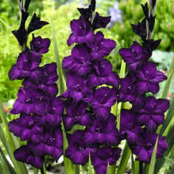 Гладиолус Purple Flora 10/12 опт