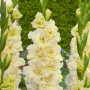 Гладиолус Sweet Crystal 8/10 опт