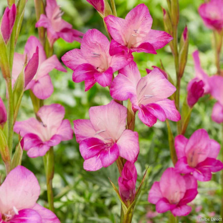 Гладіолус hybrid Summer Jewel 10/12 опт