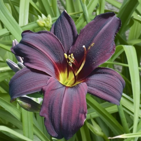 Лилейник Black Emanuelle