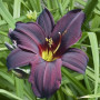 Лилейник Black Emanuelle