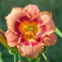 Лилейник Strawberry Candy
