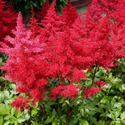 Астильба Etna