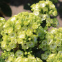 Флокс Orchid Green