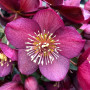 Морозник (Helleborus) Pretty Ellen Red