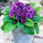 Примула махровая BARNHAVEN 'Purple Storm'