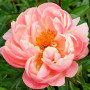 Пион Pink Hawaiian Coral 3/5