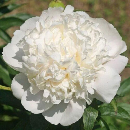 Півонія White Charm 3/5