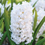 Гиацинт Don Leon 18/19