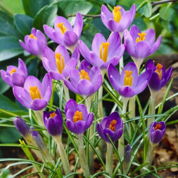 Крокус ботанічний Barr's Purple 5/7