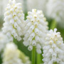 Мускари White Magic 7/8