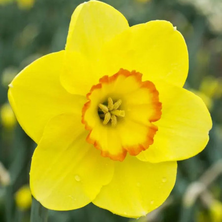 Нарцисс корончатый Pacific Rim 12/14