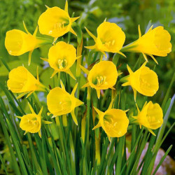 Нарцисс миниатюрный Golden Bells Hybrids 7/8