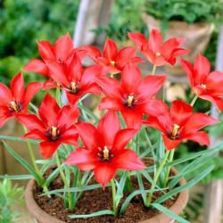 Тюльпан ботанический Linifolia 5/6