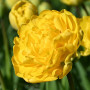 Тюльпан махровый Yellow Pompenette 10/11