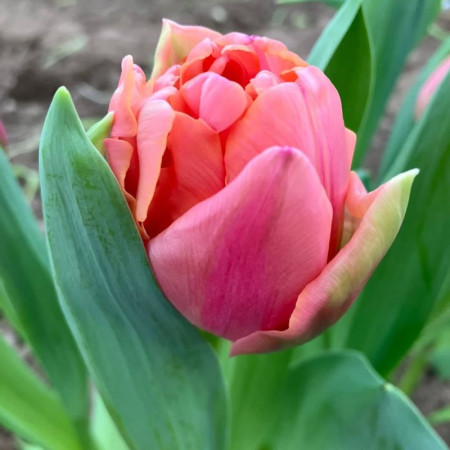 Тюльпан махровый Pink Symbiose 11/12