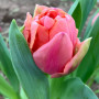 Тюльпан махровый Pink Symbiose 11/12