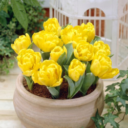 Тюльпан махровый Yellow Baby 9/10