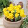 Тюльпан махровый Yellow Baby 9/10