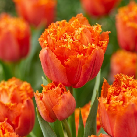 Тюльпан махровий оторочений Orange Passion 11/12