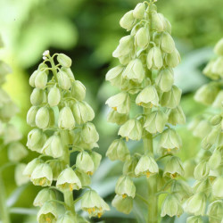 Фритилария Persica Ivory Bells 20/+